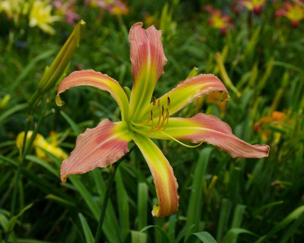 Memories of Oz, The Ever-Changing Garden-3
